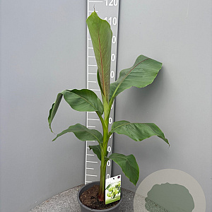 Musa basjoo GM C6L