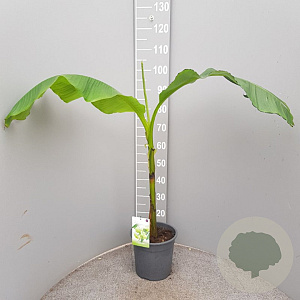 Musa basjoo GM C6L