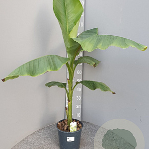 Musa basjoo GM C6L