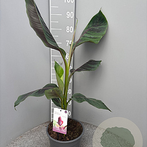 Musa sikkimensis 'Red Tiger' GM C6L