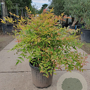 Nandina domestica 70-80 cm 25L