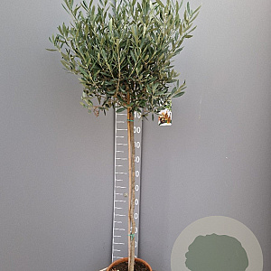 Olea europaea 150 cm stam 9L