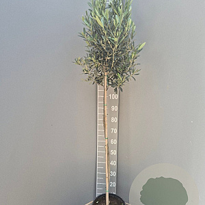 Olea europaea 150 cm stam 9L