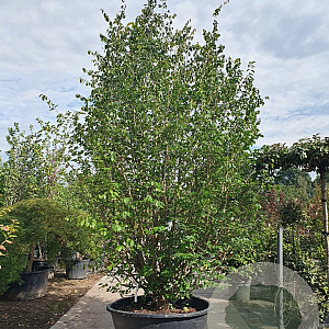 Parrotia persica 400-450 cm container meerstammig extra