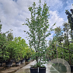 Parrotia persica 'Vanessa' 400-450 cm container extra