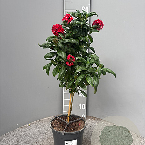 Pentas lanceolata 80 cm 3,0L stam