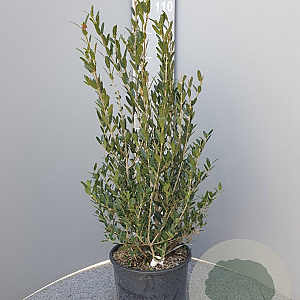 Phillyrea angustifolia 60-80 cm 10L