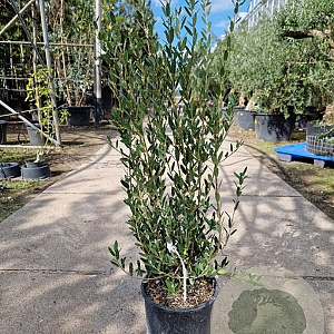 Phillyrea angustifolia 80-100 cm 10L