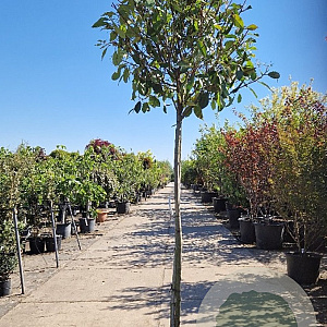Photinia fraseri 'Red Robin' 140 cm stam container bol 50-60