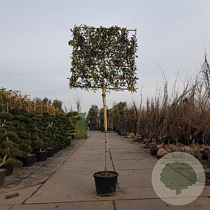 Photinia fraseri 'Red Robin' 200 cm stam container leiboom