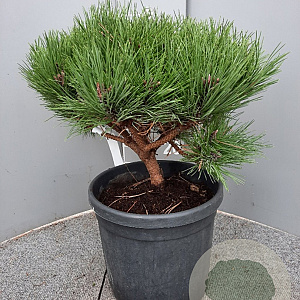 Pinus 'Marie Bregeon' 40 cm 7,5L bol