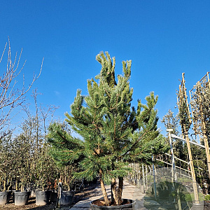 Pinus nigra 250-300 cm container meerstammig