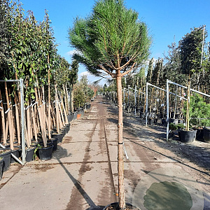 Pinus pinea 150 cm stam container 20-25 lei 150x150