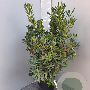 Pittosporum tobira 80-100 cm 18L