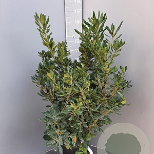 Pittosporum tobira 80-100 cm 18L