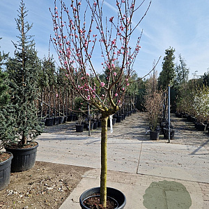 Prunus persica 100 cm stam container 25-30