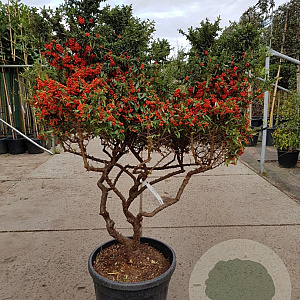 Pyracantha 'Navaho' 125-150 cm container paraplu