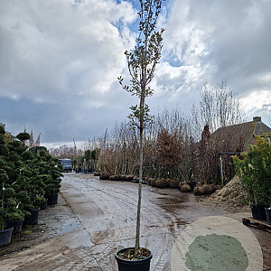Quercus ilex 10-12 HO 35L