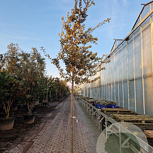 Quercus ilex 160 cm stam container 14-16