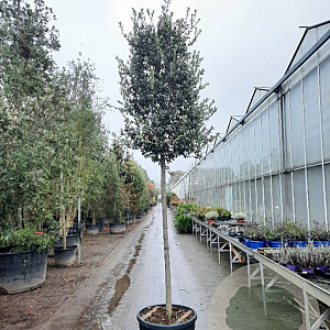 Quercus ilex 180 cm stam container 16-18 extra