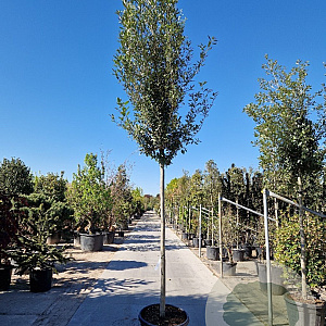 Quercus ilex 180 cm stam container 16-18 extra