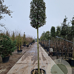 Quercus ilex 180 cm stam container 16-18 extra