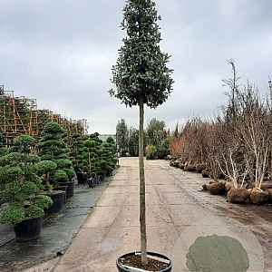 Quercus ilex 180 cm stam container 16-18 extra