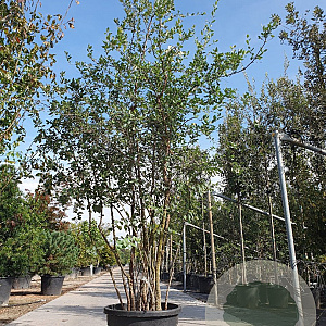 Quercus suber 200-250 cm container 80 stam