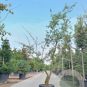 Quercus suber 250-300 cm cont. 400L meerstammig