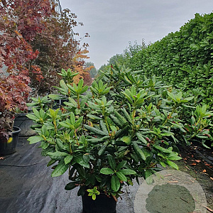 Rhododendron 'Cosmopolitan' 70-80 cm 15L