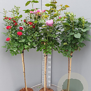Rosa (K) 'Royal Gold' 100-110 cm 6L stam
