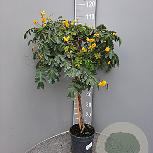Senna corymbosa 100 cm stam 4,0L