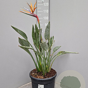 Strelitzia reginae 70-80 cm 12L