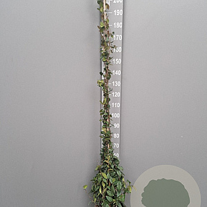 Trachelospermum jasminoides 175-200 cm 10L