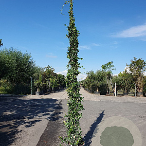 Trachelospermum jasminoides 300-350 cm 35L