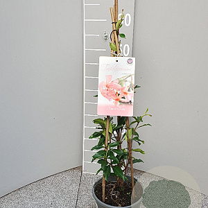 Trachelospermum jasminioides 'Star of Sicily' 60 cm C1.5 piramide