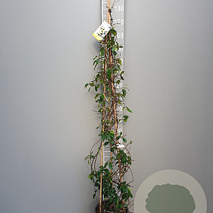 Trachelospermum j. Star of Toscane 180 cm 9L piramide