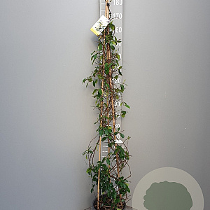 Trachelospermum j. Star of Toscane 180 cm 9L piramide