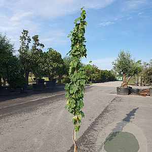 Vitis vinifera 200-250 cm 25L