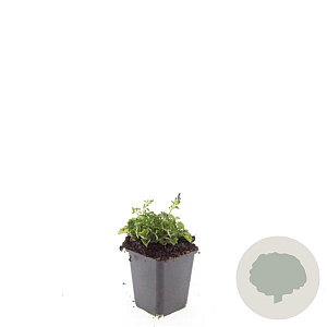 Campanula posch. 'Stella' GM P9