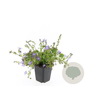 Campanula posch. 'Stella' GM P9