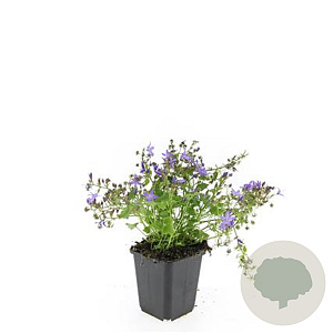 Campanula posch. 'Stella' GM P9