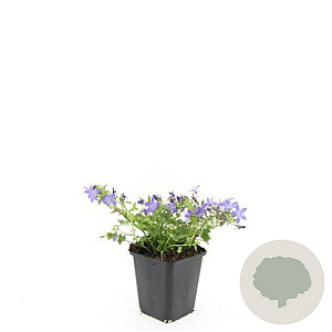 Campanula posch. 'Stella' GM P9
