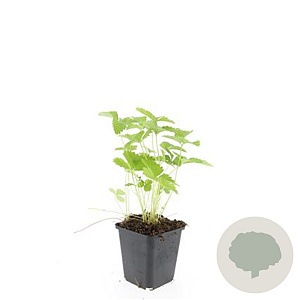 Fragaria vesca GM P9