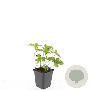 Geranium nodosum GM P9