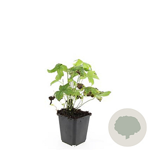 Geranium nodosum GM P9