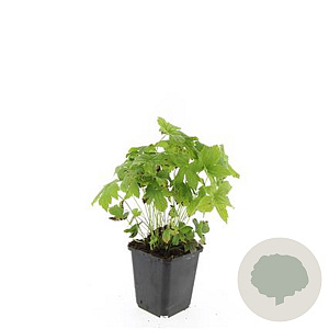 Geranium nodosum GM P9