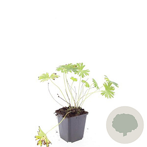 Geranium 'Tiny Monster' GM P9