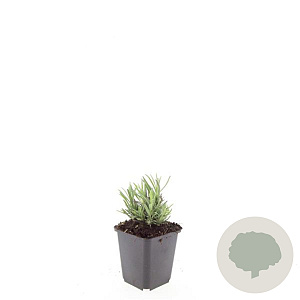 Lavandula ang. 'Rosea' GM P9