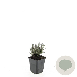 Lavandula ang. 'Rosea' GM P9